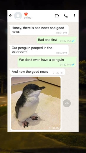 Wait, we have a WHAT?! 🐧😱 #shorts #funny #penguin #surprise #pets
