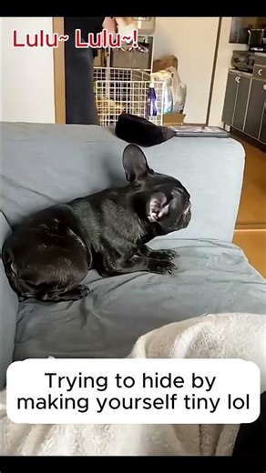 Terrified dog #japan #funny #shorts #pets #animals