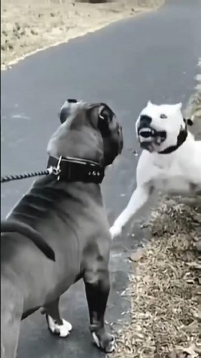 Ferocious: Dogo Argentino vs Pitbull - the Fight of the Century! #dog #pitbull #dogoargentino #dogs