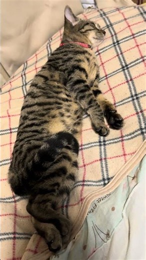 482 横向きで寝る新猫 in またたび 【猫、Cat】