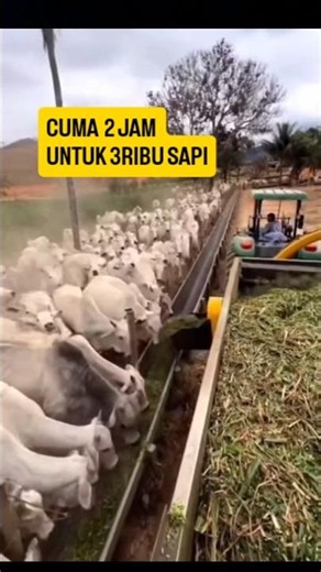 Modern Cattle Feeding System #farming #ModernCattleFarming
