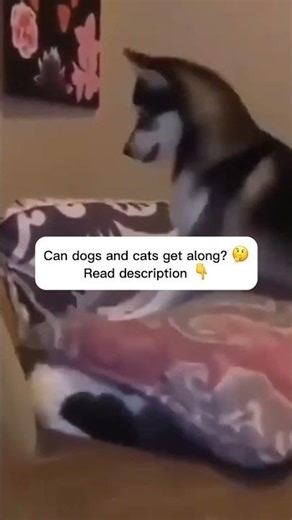Can dogs and cats get along in the same house? 🏠🐱🐕