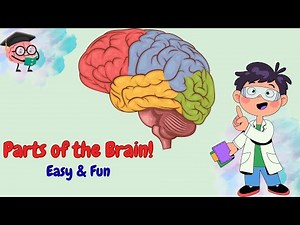 ⭐ Learn the Parts of the Brain! Fun & Easy Explanation for Kids