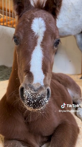 Exciting Foaling Season Prep: Are You Ready for New arrivals? 🐎
