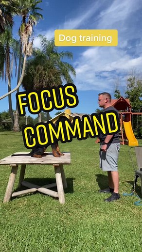 Training your dog to focus #dogtrainer #dogtraining #dogtrainingtips #dogtrainertip #dogfocus #southfloridadogtrainer