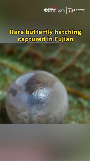 In Fujian's Daiyun Mountain National Nature Reserve, researchers have captured the first-ever footage of a golden-spotted swallowtail butterfly egg hatching in the wild. The video shows the larva breaking through its translucent shell before eating it as its first meal. This rare documentation fills a key gap in the species' life cycle records and marks new progress in China's efforts to study and protect endangered wildlife. #Trending #ChorusofLife | CCTV