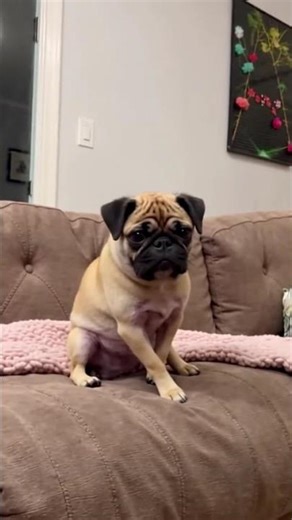Tiny Pug, Big Jump, Immediate Oops