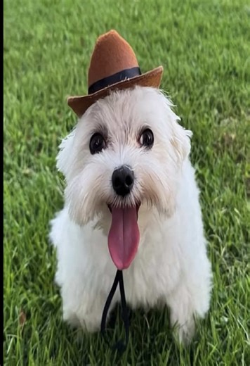 Show: My problems as a middle child Msa #middle #dontletthisflop #msa #fyp #xyzbca