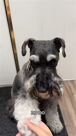 NO BUY!!! #financetok #financialliteracy #PersonalFinance... #Shorts #povangie