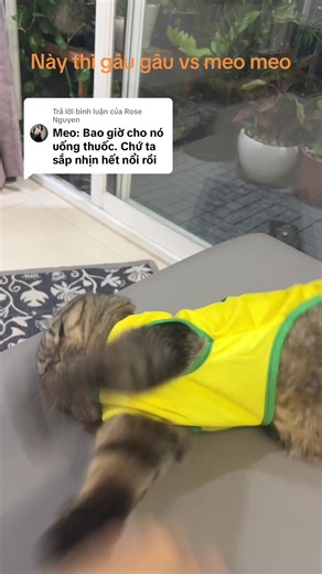 Trả lời @Rose Nguyen này thì gâu gâu vs chả meo meoo, bực hết cả mèooo#cats #funny #funnyvideos #cat #trending