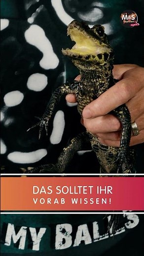 Crocodiles as terrarium animals!