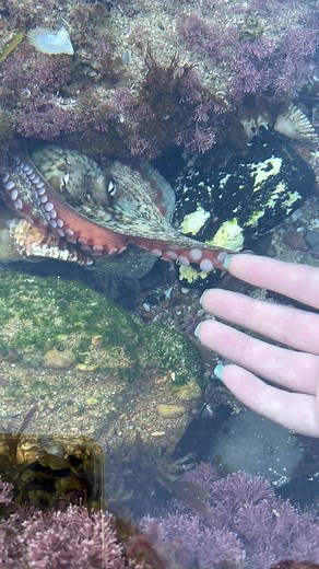 How to Befriend an Octopus: The Ultimate Guide