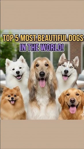 Top 5 Most Beautiful Dogs in the World 🐕💛