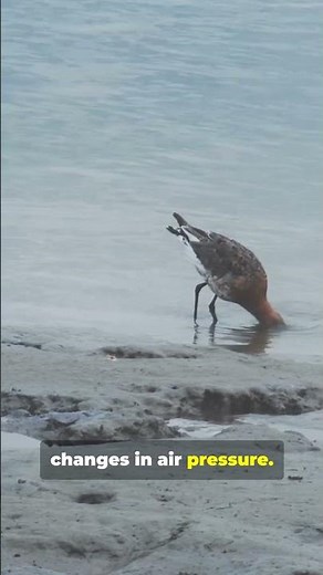 This Bird Warns You Before Storms ! #Storms #Birds #Weather