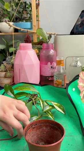 Treating my #hoya against #mealybugs and repotting it
