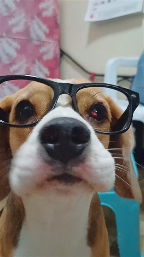 Beagle Dog Pigtails 😍 #beagle #beagledog #beaglelovers #dogs #doglovers #reels #reelsfb | Baileys The Beagle