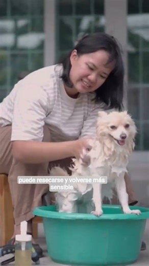 ¿Cada Cuánto Bañar a Tu Perro? 🐶 #perros #mascotas #cuidadodeperros #comportamientocanino