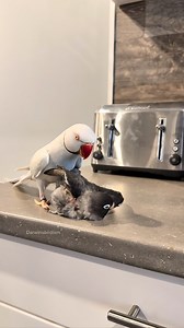 I think this is some form of devolution. They are both confused, and still squawking up the wrong nest. Freud never cared to help her clean and preen, now he does. I wonder if her aloofness is contagious. 🐦‍⬛🧼🐦 • • • #birds #funny #animals #pets #birdsofinstagram | Sophia Scoiattolo