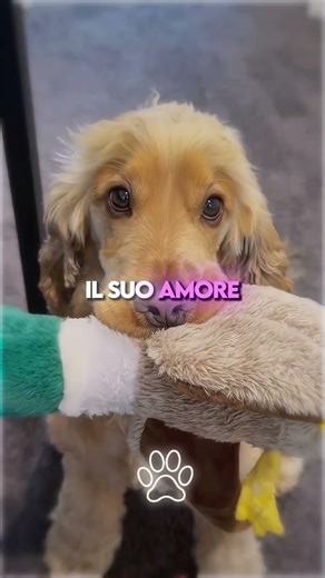 The 3 Special Things About Your Dog 🐶💛