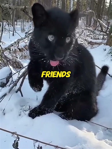 Rescued Panther Cub Finds Family in a Rottweiler #rescue #trust #animals