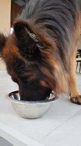ASMR Food #germanshepherd #dog #lovely #doglife #doglover | EVO the German Shepherd
