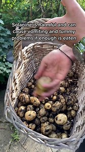 Are green potatoes safe to eat, or are they poison? #potato #planttips #garden #gardening #LifeHack #plantbased | Josen Kite