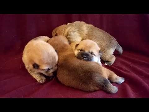 2 week old shiba pups crying for momma