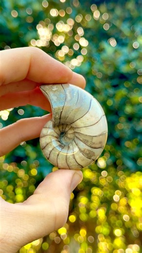 Here’s a small stunning Calcite Nautilus fossil! 😍🤯 These fossils often lose their shells, due to erosion, which reveals the calcified chambers within! 🏝🦕 A Nautilus with it’s shell on can look a lot less shiny and aesthetically pleasing in some ways, however is much rarer 🐚 For more videos, check out my YouTube channel @Yorkshire.Fossils! If anyone would a rock containing a fossil to crack open yourself at home, or an already prepared specimen, please message my brother @01shaesmith10 or v