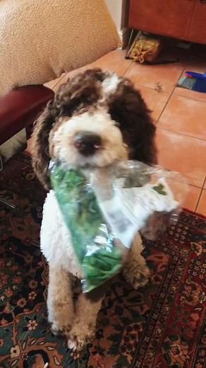 Poodles are thieves! #standardsteve #standardpoodle #standardpoodlesoftiktok #poodlethief