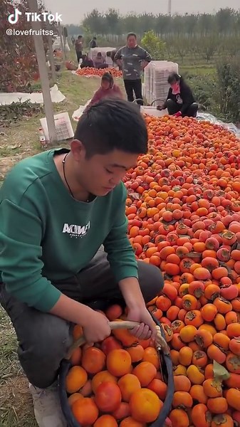 Persimmon Harvesting: A Delicious Autumn Activity