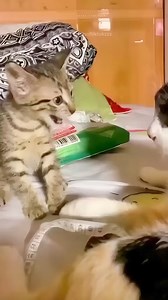 88K views · 3K reactions | The first -_- #Fanny #fannypack #fannypacks #fannyday #fannyveyrac #fannypacklife #fannycat #fannyvideo #fannybag #fannytime #fannypackswag #fannyfunny #fannyhall #fannydance #fannybuild #fannyface #fannybrice #fannymariettelifestyle #fannypackin #fannymaurer #fannyfaces #fannys #fannypacksquad #fannymia #fannymarte #fannyfunfacts #fannyfunnyid #fannypacktravel #fannyj #FannyLu | Amber Lindner | Facebook