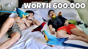 22K views · 961 reactions | PARROT PRICE LIST!!! (Daily routine w birds) HOW TO TRAIN YOUR BIRDS FOR FREE FLIGHT! | Murillo Bros | Murillo Bros | Facebook
