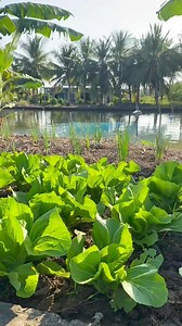 Cây cải sậy làm cải chua ngày Tết | Lê Thanh Sơn