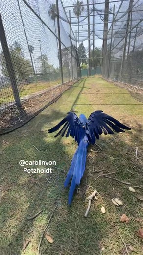 Carolin Von Petzholdt | Mischievous Blue Macaw don’t want to Fly but Joyfully HOPS! #cute #funny #nice #animals #freeflyingparrots #freeflying #freeflighttraining... | Instagram