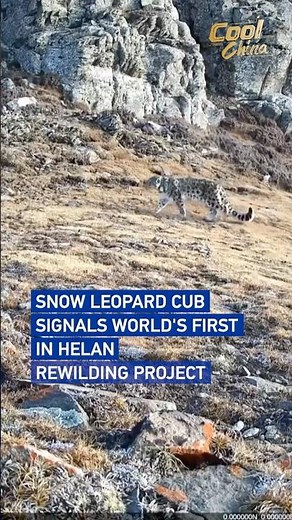 Snow leopard cub signals world's first in Helan rewilding project #coolchina
