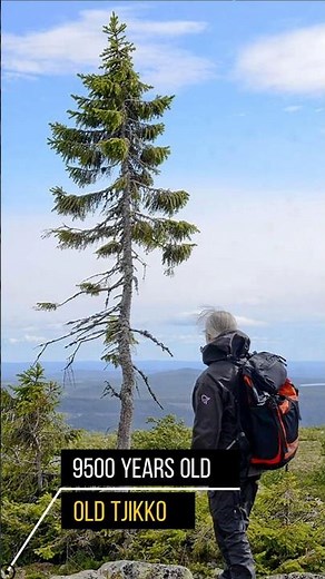 World’s Oldest Tree is 9,500 Years Old 😱🌲 #OldTjikko #facts