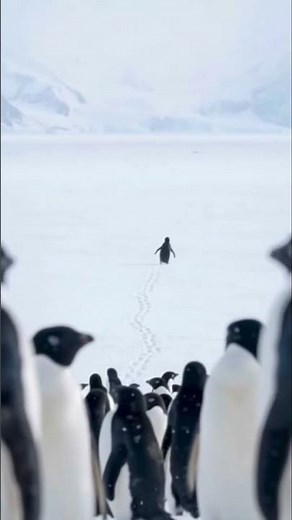 lone penguin walking away from its colony toward distant#penguin