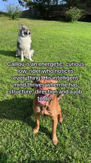 Meet Caillou: A Smart Low-Rider Searching for an Experienced Adventure Partner! 🐾 #RescueDog