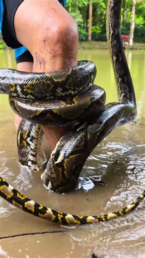 Python in Water! 🐍 Expert’s Safe Handling (Never Try This) #WildlifeRescue #Adventure