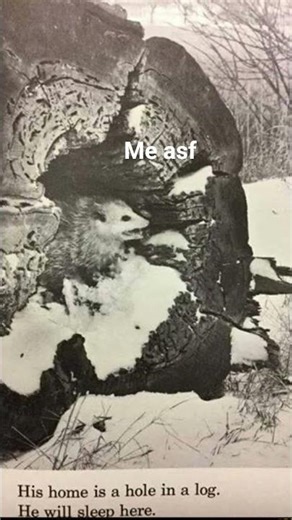 possum meme