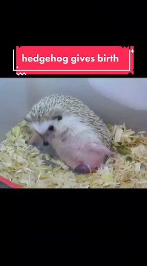 Adorable Hedgehog Giving Birth | Nature Wildlife Video