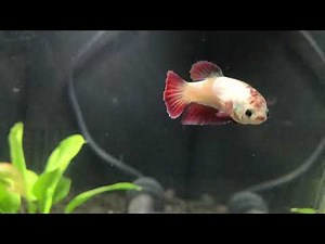 Feisty Half Moon Female Betta Swimming Around!