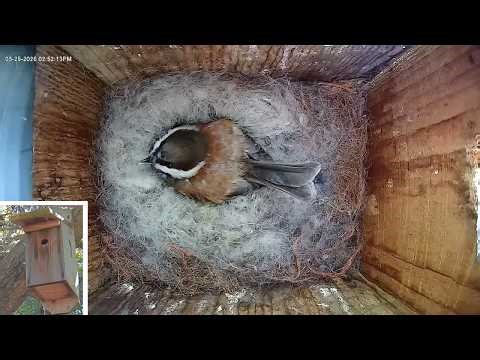 Chestnut-backed chickadee camera video archive April 25, 2026