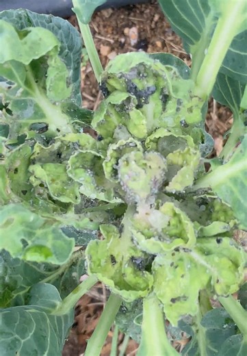 Balancing Aphids with Biodiversity in Gardening