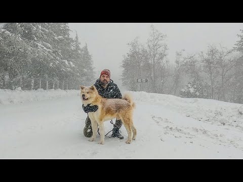 The Akita Inu