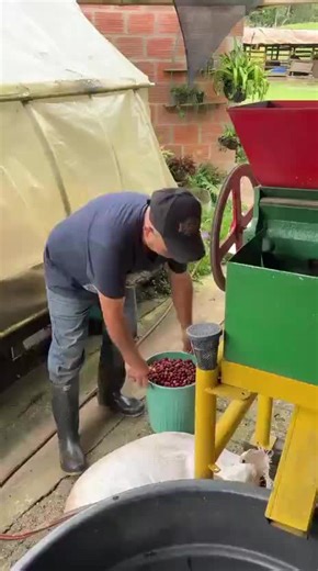 ☕🇨🇴 Así comienza la transformación del café. En este video te mostramos el proceso de despulpado del café en nuestra finca, donde producimos Café Remanso. 🌿 Aquí el café recién recolectado entra a la máquina, que separa el grano de la pulpa (la cáscara). La pulpa sale por un lado y la reutilizamos como abono natural para los cafetales ♻️🌱, mientras que por el otro lado sale el grano limpio en un balde, listo para continuar con su proceso. Este paso es fundamental para garantizar la calidad d