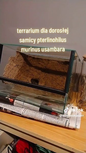 Terrarium dla Ptasznika: Pterinochilus Murinus Usambara