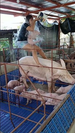 Village Pig Farming Journey | Full Day #PigFarming #PigFarm #VillageLife