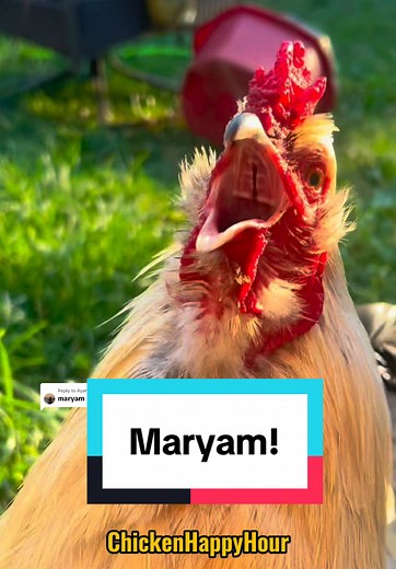 The Funniest Chicken Memes and Rooster Moments