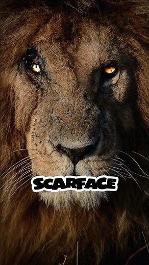Scarface – The Most Famous Lion on Earth
